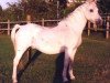 broodmare Odette (Welsh-Pony (Section B), 1967, from Gredington Mynedydd)