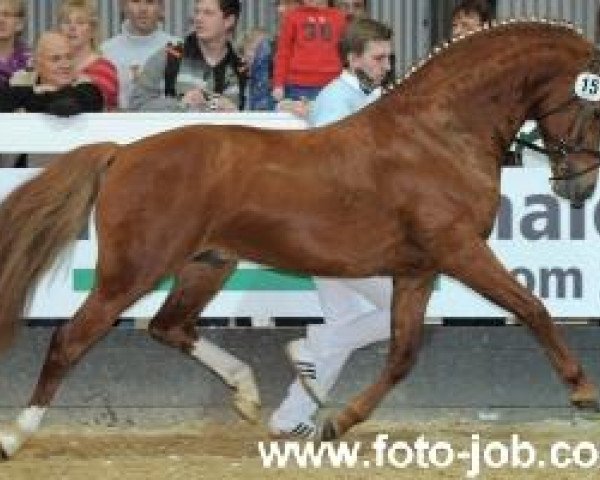 stallion Holsteins Gentleman (German Riding Pony, 2004, from FS Golden Highlight)