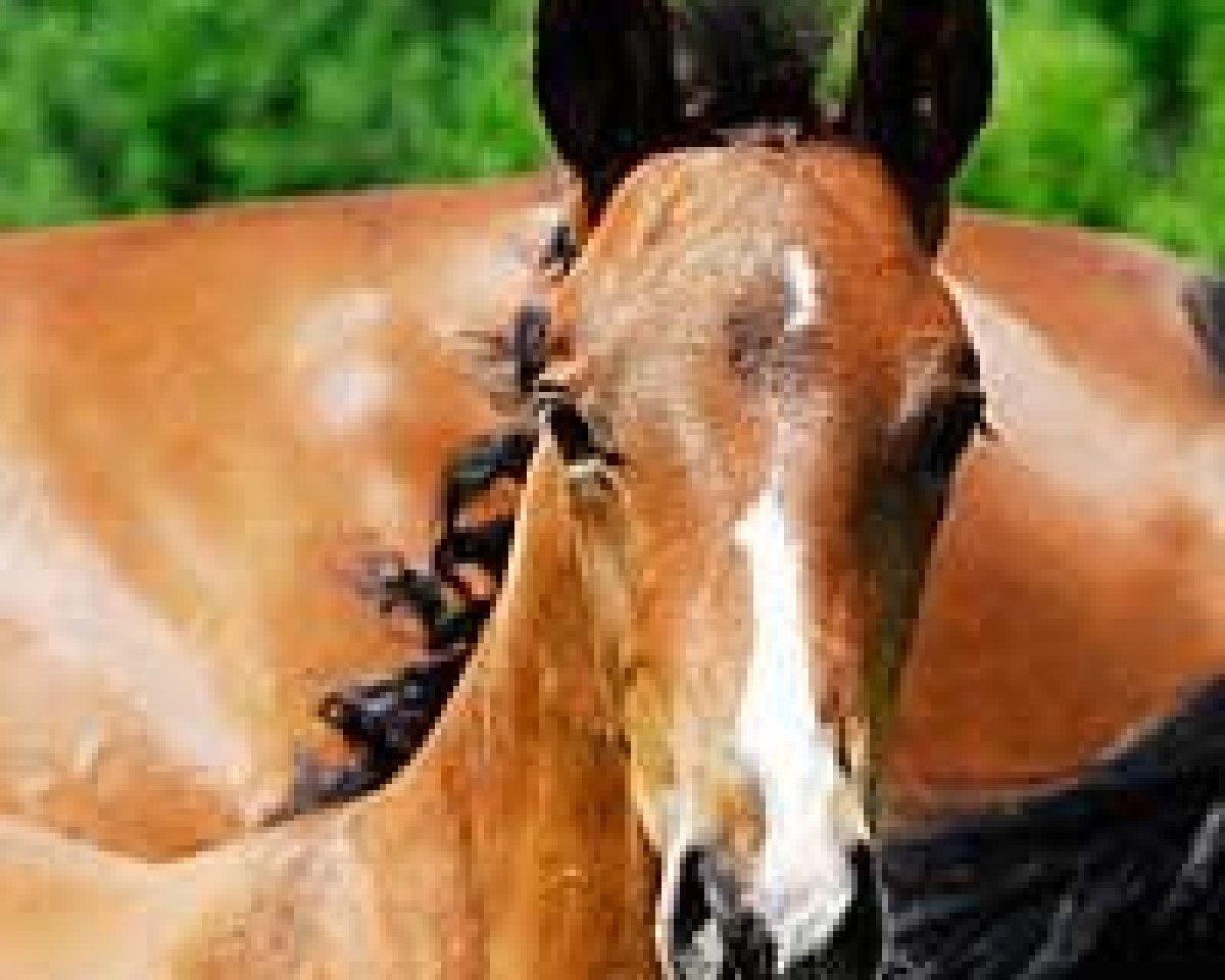 Dressurpferd Regent (Trakehner, 2010, von Biotop)