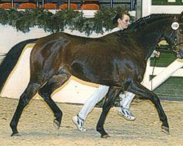 horse Barrichello (German Riding Pony, 1993, from Bayus)