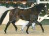stallion Barrichello (German Riding Pony, 1993, from Bayus)