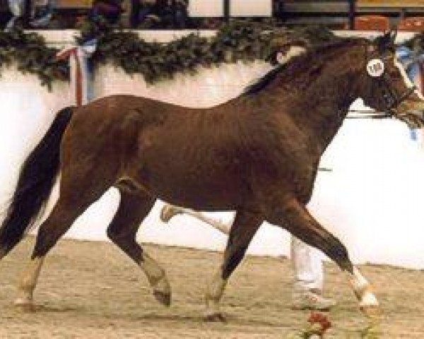 stallion Horsegate Minstrel (Welsh-Pony (Section B), 1984, from Treharne Christopher)