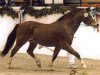horse Horsegate Minstrel (Welsh-Pony (Section B), 1984, from Treharne Christopher)