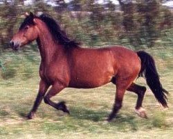 broodmare Sabrina (Welsh-Cob (Sek. D), 1976, from Goyallt Magic Flyer)