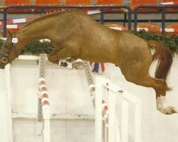 dressage horse Holsteins Bonito (German Riding Pony, 2006, from Barrichello)