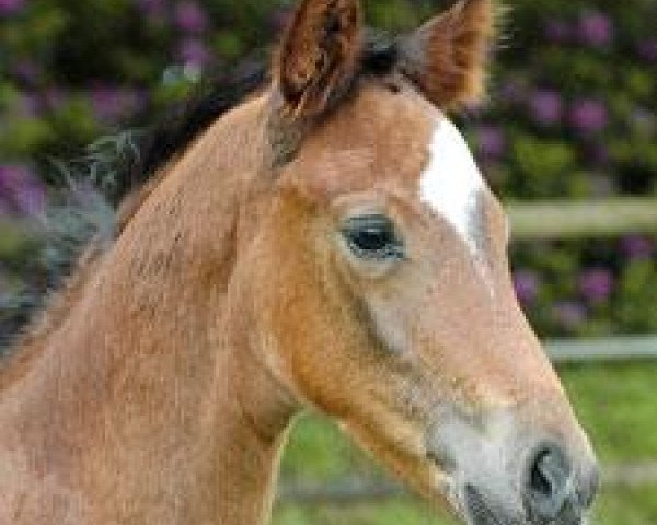 horse Riotop R (Trakehner, 2009, from Biotop)