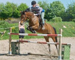 broodmare Petit Isanny Dee (German Riding Pony, 2005, from Hattrick)