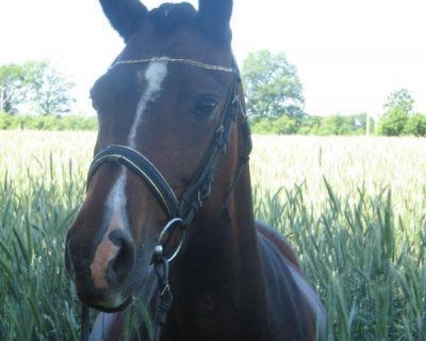 broodmare Intasia (German Riding Pony, 2001, from Hattrick)