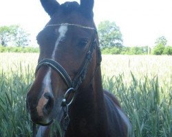 broodmare Intasia (German Riding Pony, 2001, from Hattrick)