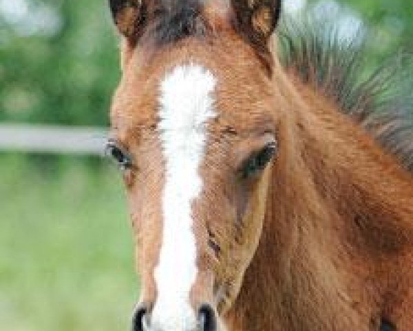 horse Viktor R (Trakehner, 2009, from Perechlest)