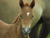 Zuchtstute Petit Hope of Joy (Deutsches Reitpony, 2012, von Holsteins Bonito)