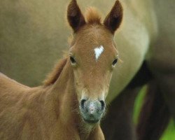 broodmare Petit Hope of Joy (German Riding Pony, 2012, from Holsteins Bonito)