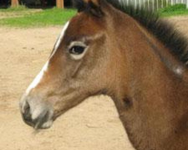 Zuchtstute Darlaine R (Trakehner, 2009, von Hermes d'Authieux AA)