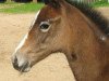 broodmare Darlaine R (Trakehner, 2009, from Hermes d'Authieux AA)