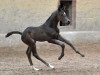 dressage horse Torin E (Trakehner, 2011, from Saint Cyr)