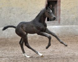 dressage horse Torin E (Trakehner, 2011, from Saint Cyr)