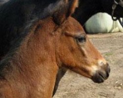 stallion Oleron R (Trakehner, 2009, from Ocamonte xx)