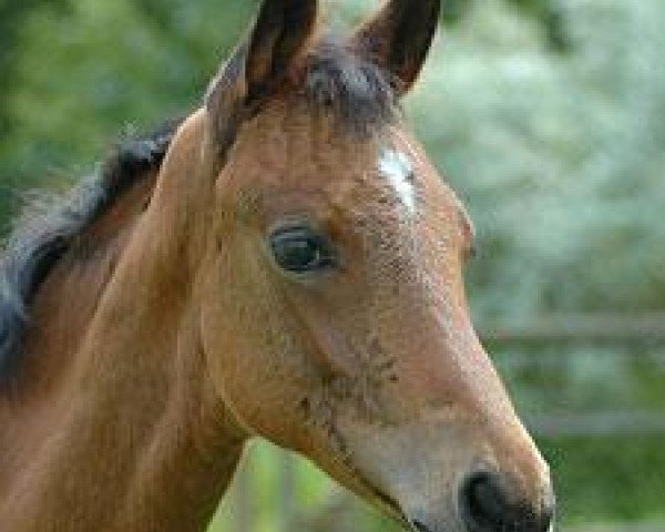 dressage horse Tangente R (Trakehner, 2009, from Imperio 3)