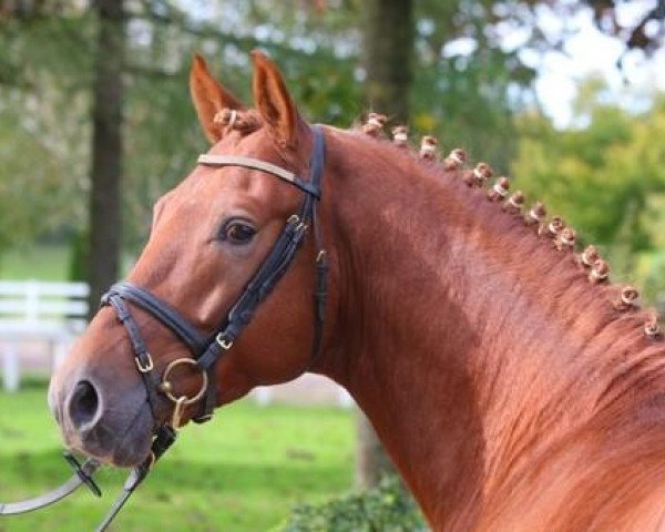 stallion Steendiek's FS Dali (German Riding Pony, 2007, from FS Don't Worry)