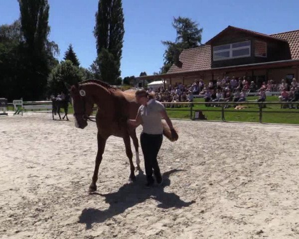 Stuten- und Fohlenschau Detmold 2018