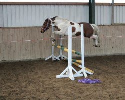 dressage horse Merlino Moon (Lewitzer, 2009, from Manitou)