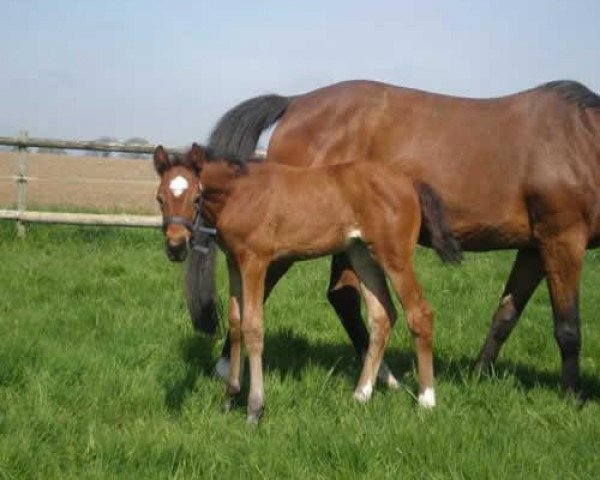 broodmare Opava R (Trakehner, 2008, from Perechlest)