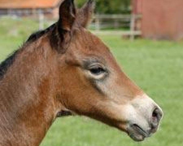 broodmare Okarina R (Trakehner, 2007, from Perechlest)