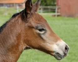 Zuchtstute Okarina R (Trakehner, 2007, von Perechlest)