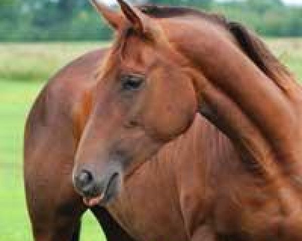 broodmare Olympia R (Trakehner, 2007, from Perechlest)