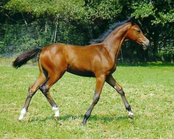 Pferd Smukke R (Trakehner, 2006, von Lowelas)