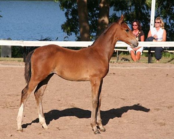 Pferd Beau Supreme R (Trakehner, 2006, von Biotop)