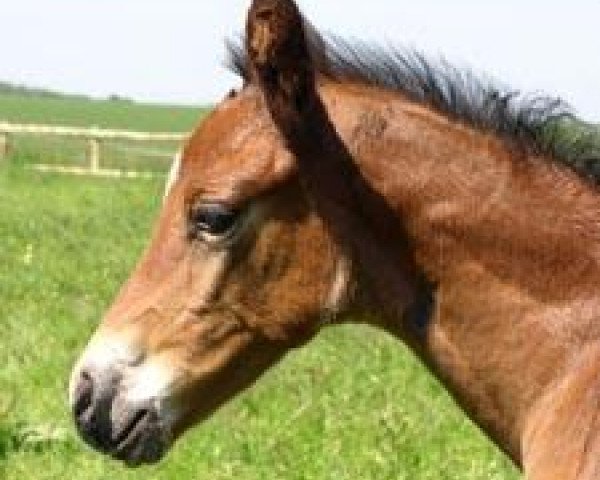 Pferd Troublemaker R (Trakehner, 2006, von Biotop)