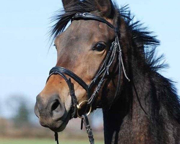 horse Orania R (Trakehner, 2006, from Heops)