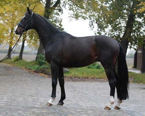 Pferd Georg R (Trakehner, 2005, von Schenkendorf)