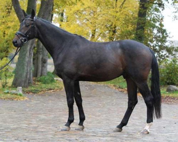 Pferd Rebellion R (Trakehner, 2005, von Lowelas)