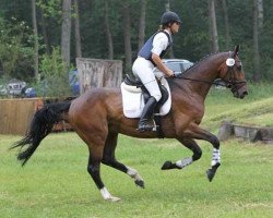 jumper Hippo's Bon Voyage (Trakehner, 2005, from Biotop)