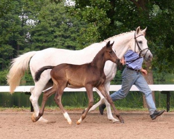 horse Bon Vivant R (Trakehner, 2005, from Biotop)