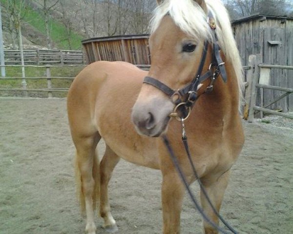 Pferd Relly (Haflinger, 2011, von Waldess Liz. 250/T)