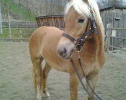 Pferd Relly (Haflinger, 2011, von Waldess Liz. 250/T)