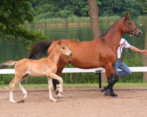 Pferd Otard R (Trakehner, 2005, von Biotop)