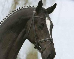 dressage horse Hippo's Oleander (Trakehner, 2004, from Biotop)