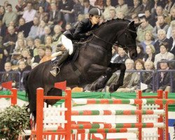 stallion Heops (Trakehner, 1994, from Herson)