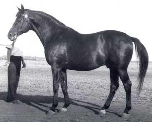 Deckhengst Piligrim (Trakehner, 1944, von Pythagoras)