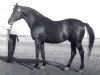 stallion Piligrim (Trakehner, 1944, from Pythagoras)