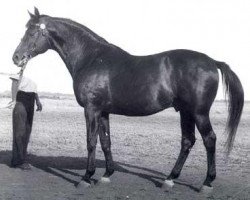 Deckhengst Piligrim (Trakehner, 1944, von Pythagoras)