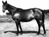 broodmare Chasa (Russian Trakehner, 1957, from Chrysolit)