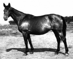 broodmare Chasa (Russian Trakehner, 1957, from Chrysolit)