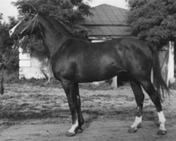 stallion Paket (Russian Trakehner, 1960, from Pomeranets 1952 ox)