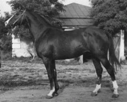 stallion Paket (Russian Trakehner, 1960, from Pomeranets 1952 ox)