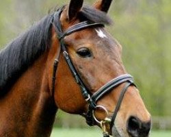 broodmare Opera (Trakehner, 1987, from Prisyw)